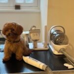 Groomzo Professionele 15-Delige Verzorgingsset - Zuigen & Trimmen - Fluisterstil - Hond & Kat photo review