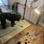 Hond Verzorgingsarm met Klem - Voor alle Honden - Incl. Verstelbare Lussen photo review